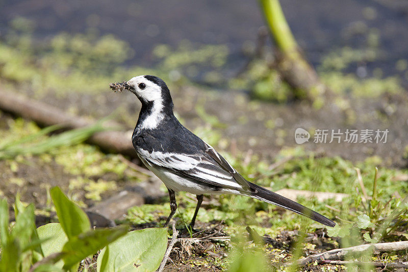 花斑鹡鸰（Motacilla alba yarelli）